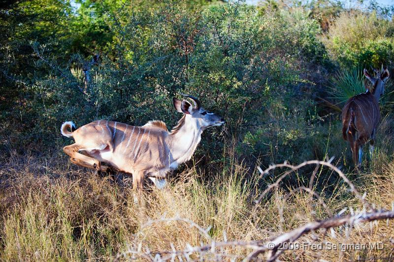 20090614_165247 D3 X1.jpg - Greater Kudu running